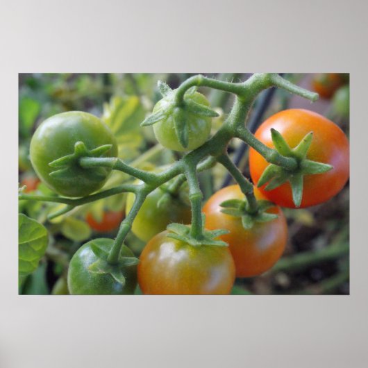 Poster Tomates cerises sur la vigne photo imprimé (Devant)