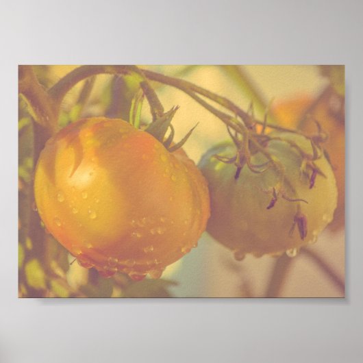 Poster Tomates de jardin Récolte d'été (Devant)