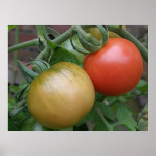 Poster Tomates orange et rouge Imprimer
