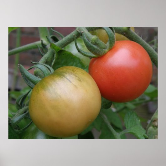 Poster Tomates orange et rouge Imprimer (Devant)