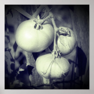 Poster Tomates Sur La Vigne Noir Et Blanc