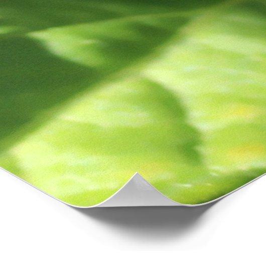 Poster Tomates vertes (Coin)