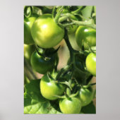 Poster Tomates vertes (Devant)