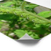 Poster tomatobug (Coin)