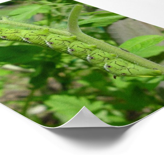 Poster tomatobug (Coin)