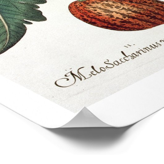 Poster Tomatoes et melons: 1.Poma amoris fructu luteo; 2 (Coin)