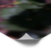 Poster tons roses (Coin)