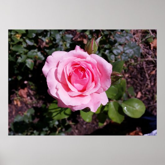 Poster tons roses (Devant)