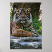 Poster Tony (Devant)