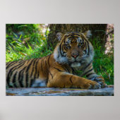 Poster Tony (Devant)