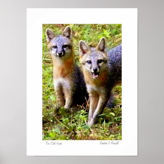 Poster Too Cute Foxes photo originale de S.L Russell (Devant)