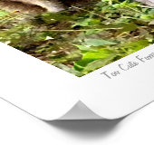 Poster Too Cute Foxes photo originale de S.L Russell (Coin)