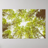 Poster Top des arbres verts (Devant)