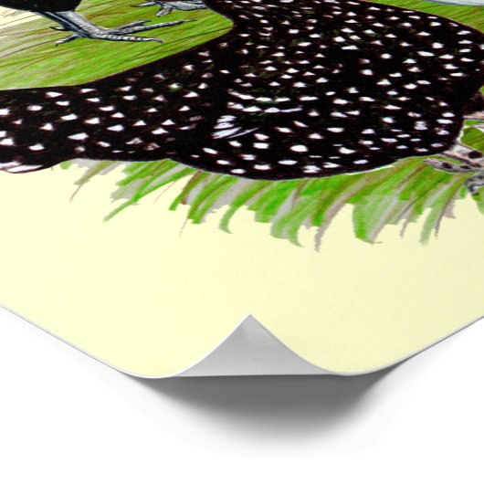 Poster Top Hat Chicken (Coin)