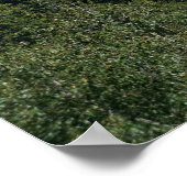 Poster Top of the Smokies (Coin)