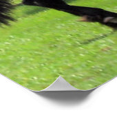 Poster TopHatFriesians.com (Coin)