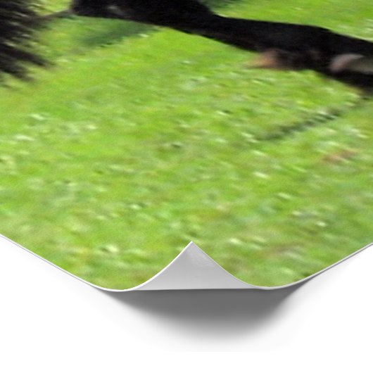 Poster TopHatFriesians.com (Coin)