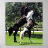 Poster TopHatFriesians.com (Devant)