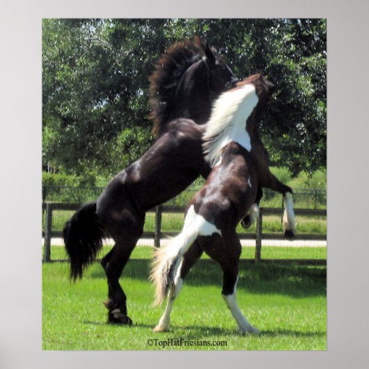 Poster TopHatFriesians.com (Devant)