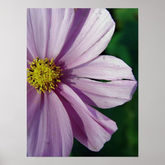 Poster Torn (Devant)