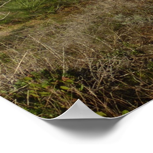 Poster Torrey Pine and California Coastline Landscape (Coin)