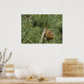 Poster Torrey Pine Closeup California Botanical (Cuisine)