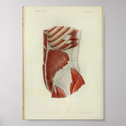 Poster Torse de 1844 Vintage Anatomie (Devant)