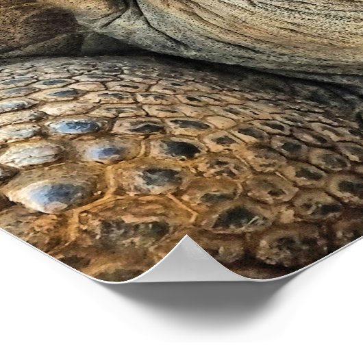 POSTER TORTOISE (Coin)