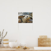 POSTER TORTOISE (Cuisine)