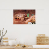 Poster Tortoise (Cuisine)