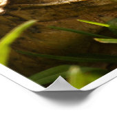 Poster Tortoise (Coin)