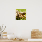 Poster Tortoise (Cuisine)