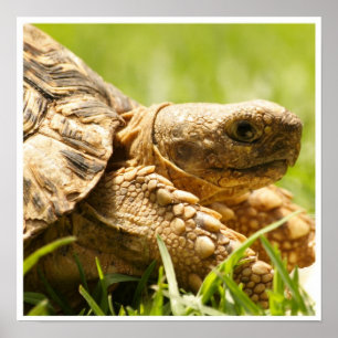 Poster Tortoise