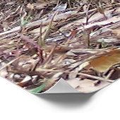 Poster Tortoise des Galapagos (Coin)