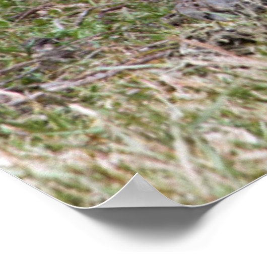 Poster Tortoise géante | Galapagos (Coin)