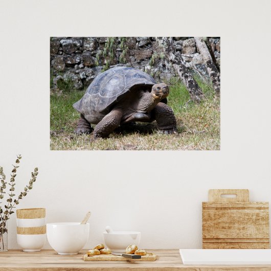 Poster Tortoise géante | Galapagos (Cuisine)