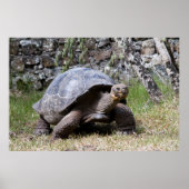 Poster Tortoise géante | Galapagos (Devant)