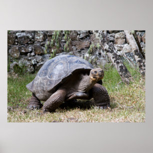 Poster Tortoise géante Galapagos