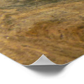 Poster Tortoise Shell Nature Photo (Coin)