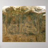 Poster Tortoise Shell Nature Photo (Devant)