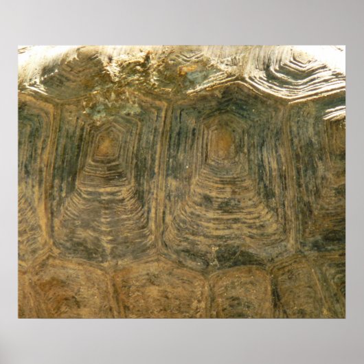 Poster Tortoise Shell Nature Photo (Devant)