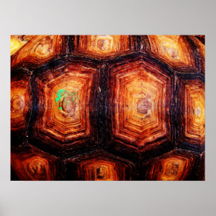 Poster Tortoiseshell