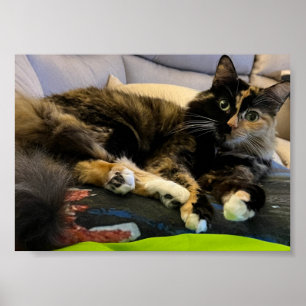 Poster Tortoiseshell Cat Lying Down