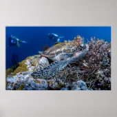 Poster Tortue (Devant)