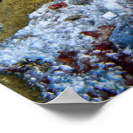 Poster Tortue (Coin)