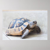 Poster Tortue (Devant)