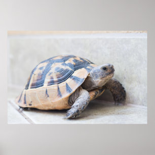 Poster Tortue