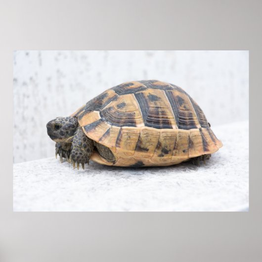 Poster Tortue (Devant)