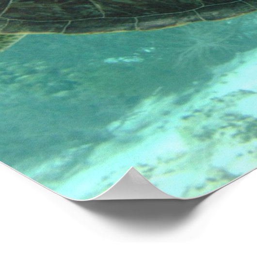 Poster Tortue (Coin)