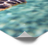 Poster Tortue (Coin)